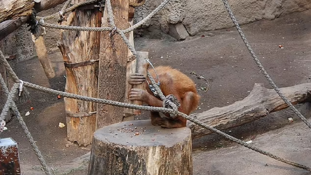 Orang utan terlihat sedang memecahkan kacang menggunakan palu.  Foto: University of Tubingen