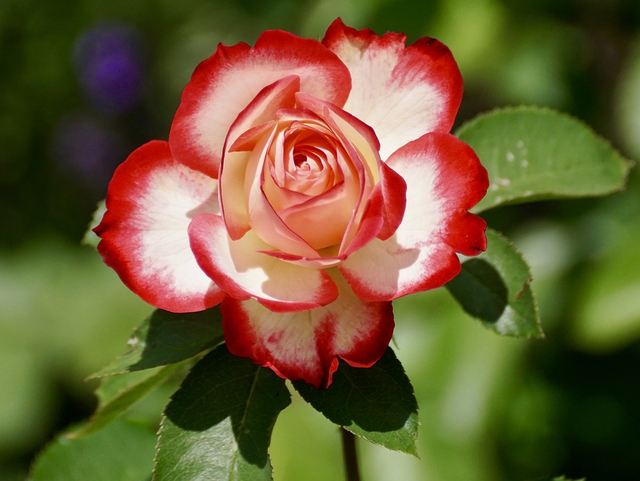 Ilustrasi bunga. Foto: Pixabay
