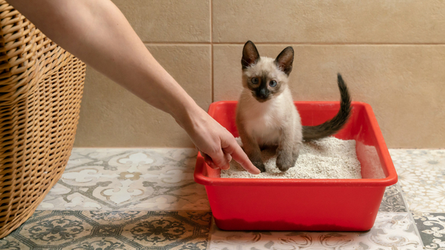 Ilustrasi kucing sembelit. Foto: Shutter Stock