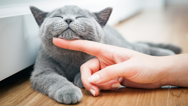 Ilustrasi kucing bernapas dengan cepat. Foto: Shutterstock