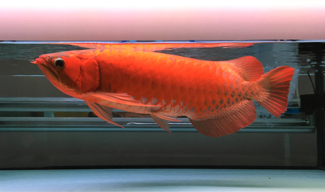 Arwana Super Red (Scleropages Legendrei) sumber foto : koleksi pribadi 