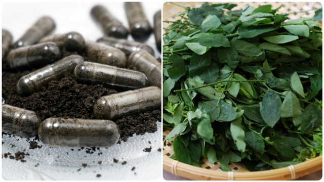 Habbatussauda dan daun katuk. Foto: Shutter Stock