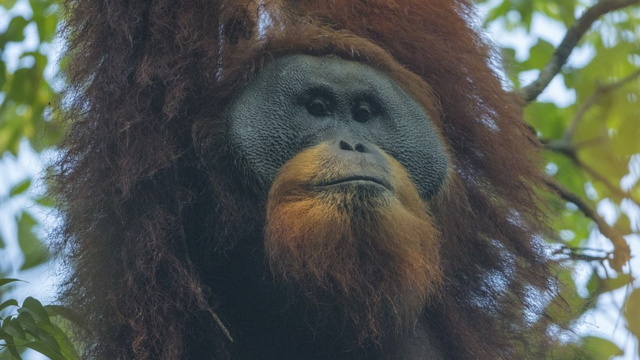 Orang utan tapanuli di Batang Toru. Foto: Sumatran Orangutan Conservation Program (SOCP)