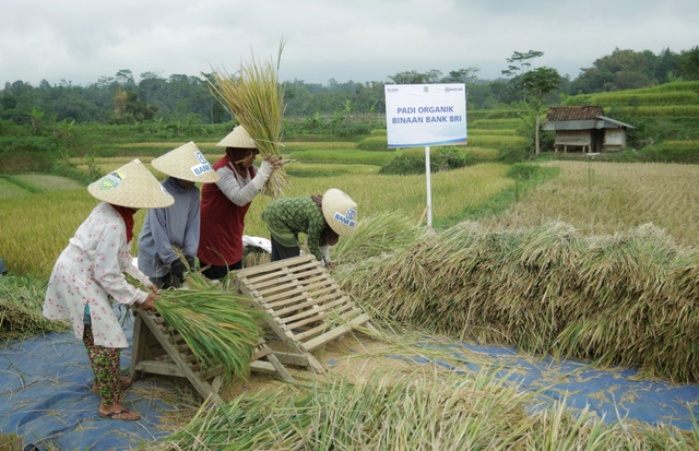 BRI Dukung Pengembangan Ekosistem Padi untuk Perkuat Ketahanan Pangan Nasional. Foto: Dok. BRI