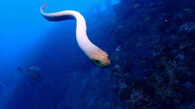 Ular laut zaitun (Aipysurus laevis). Foto: Jack Breedon via Scientific Reports