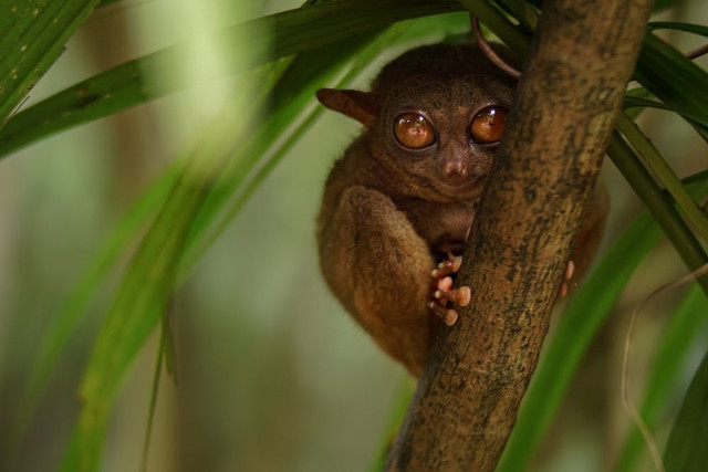 Tarsius merupakan hewan langka yang harus dilestarikan. Sumber: Pexels.com