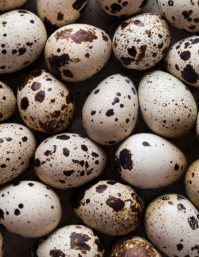 Telur Puyuh untuk MPASI Bayi, Apa Saja Manfaatnya? Foto: Freepik