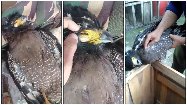 Salah satu elang yang ditemukan di Paliyan, Gunungkidul. Foto: Dokumen BKSDA DIY. 