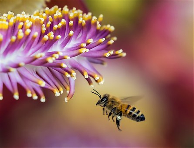 Lebah adalah hewan serangga yang hidupnya berkelompok. Foto: Pixabay