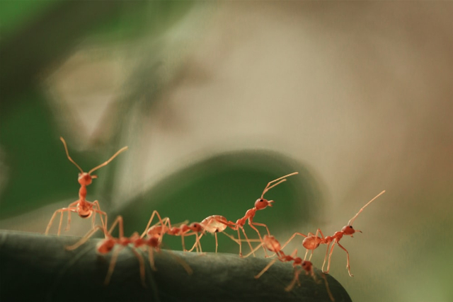 Ciri-ciri adaptasi hewan yang hidup dalam kelompok di lingkungan tempat tinggalnya. Foto: Unsplash