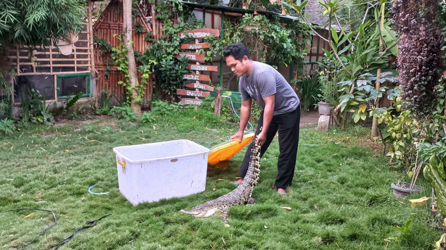 Kurniawan bersam abuaya muara titipan. Foto: Widi Erha Pradana