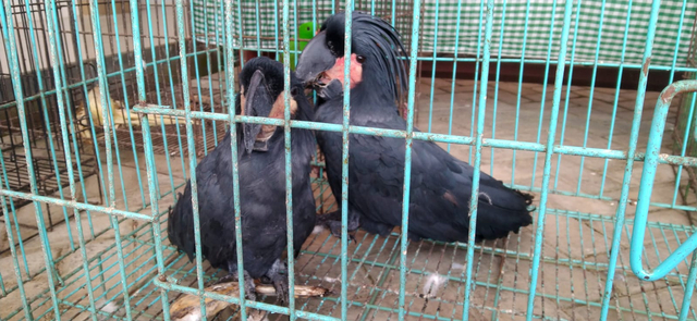 Tampak satwa jenis Bayan Betina (Psittaciformes) foto: Yanti/Balleo News
