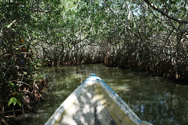 Kawasan hutan bakau yang asri. Foto: Pixabay