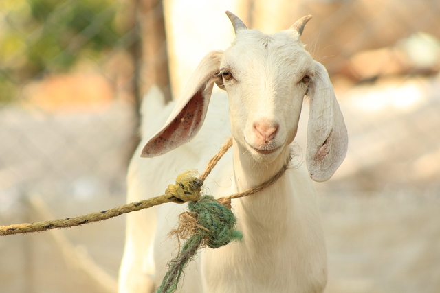 Hewan kambing merupakan contoh sumber daya alam hayati. Foto: Pixabay