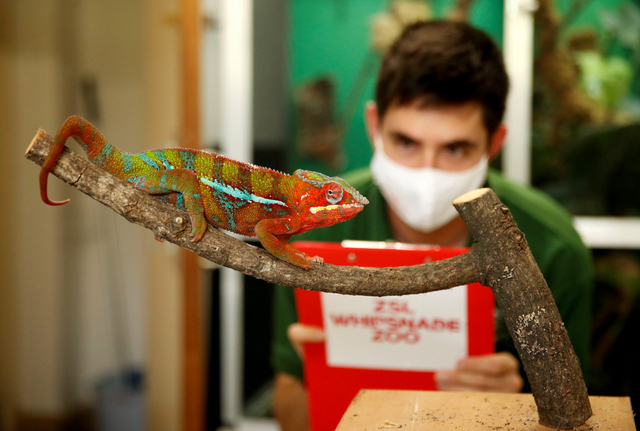 Penjaga kebun binatang saat mensensus Bunglon Panther di ZSL Whipsnade Zoo di Dunstable, Inggris, Selasa (24/8/2021). Foto: Matthew Childs/Reuters