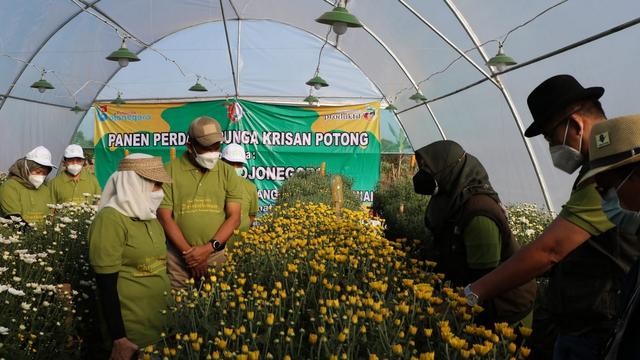 Bupati Bojonegoro Anna Mu'awanah, saat hadiri panen perdana Bunga Krisan atau Seruni, di kaki Gunung Pandan, di Desa Klino, Kecamatan Sekar, Kabupaten Bojonegoro. Kamis (26/08/2021) (istimewa)