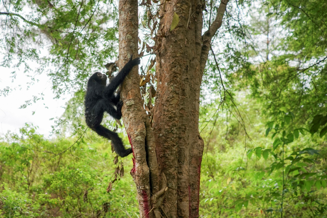 Seekor Owa Siamang (Symphalangus syndactiylus) menaiki pohon usai dilepasliarkan di kawasan hutan taman wisata alam Jantho, Aceh Besar, Aceh, Kamis (26/8).  Foto: Khalis/ANTARA FOTO