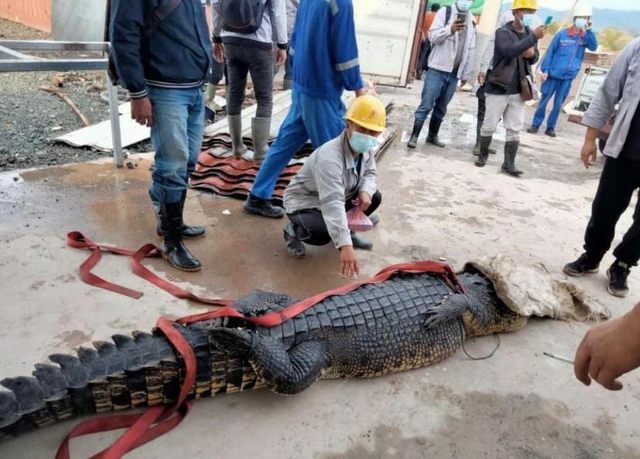 Para pekerja menyaksikan seekor buaya berukuran raksasa sebelum akhirnya dikuliti dan dijadikan Sop oleh TKA China. Foto: Istimewa.