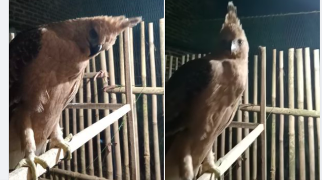 Salah satu elang yang diperdagangkan lewat grup media sosial. Foto: Istimewa