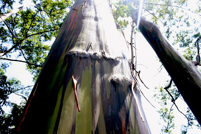 Hutan Pelangi di Bondowoso. Foto: Geopark Pemprov Jawa Timur