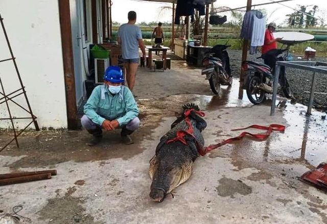 Seekor Buaya raksasa sebelum dikuliti oleh TKA China di Konawe, Sultra. Foto: Istimewa.