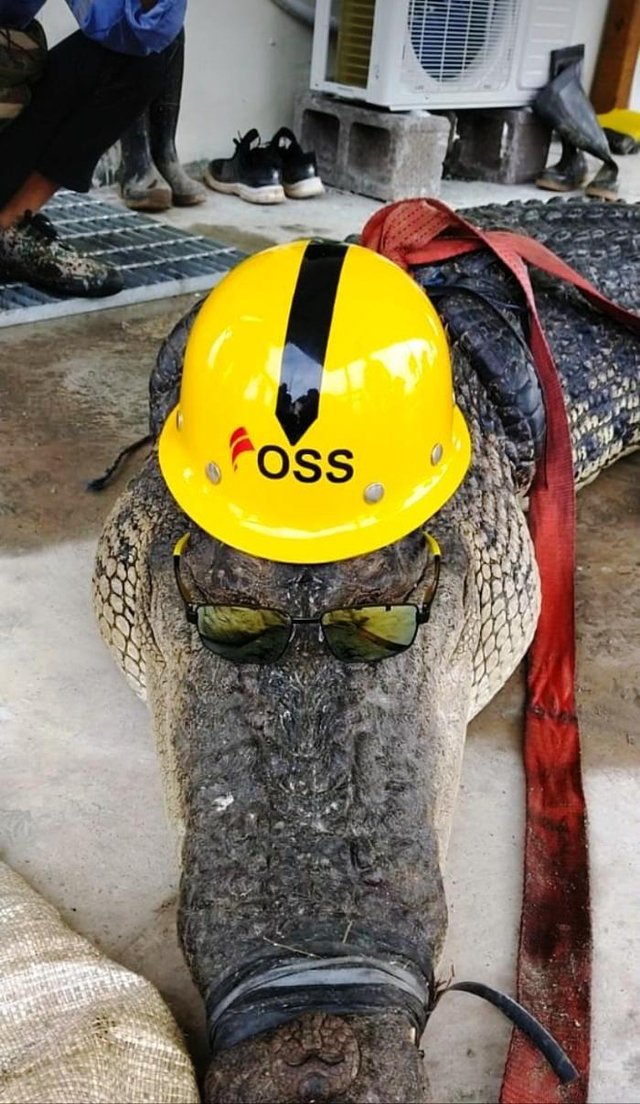 Seekor buaya di konawe dipakaikan helem dan kacamatan sebelum dikuliti oleh TKA China di Konawe, Sultra. Foto: Istimewa.