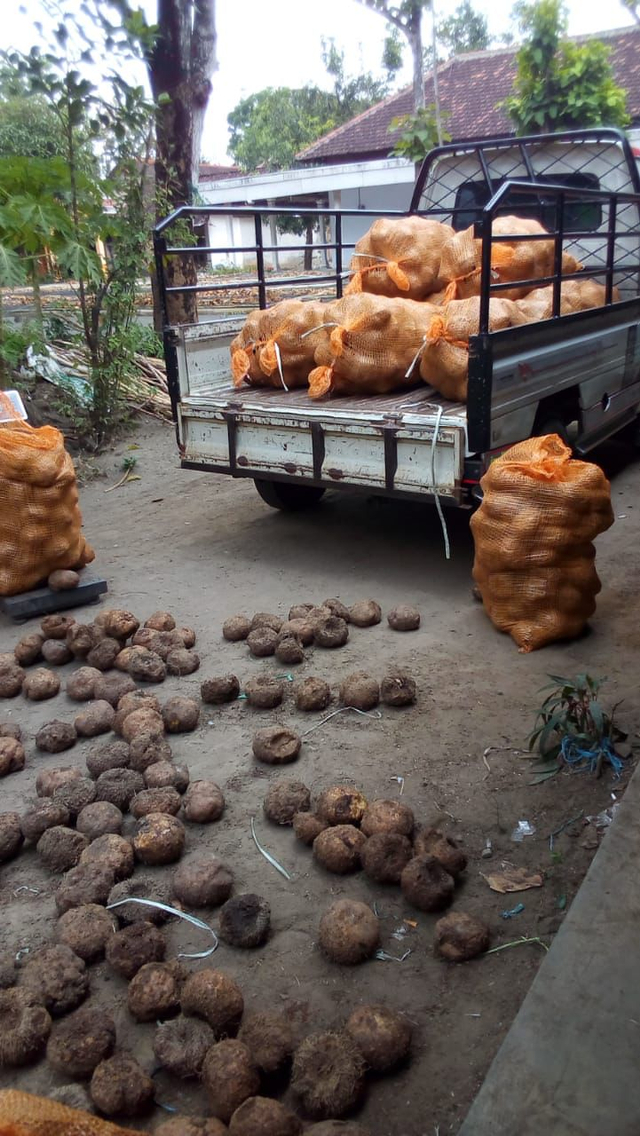 Pertanian Porang. Foto: Dok Dika, Petani Porang di Madiun