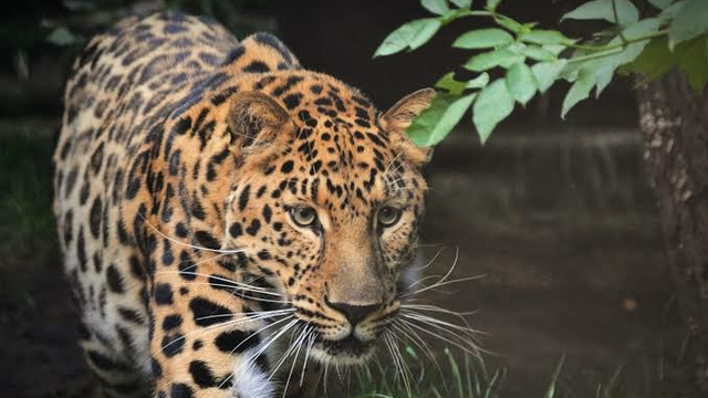 Ilustrasi macan tutul jawa. Foto: Pixabay