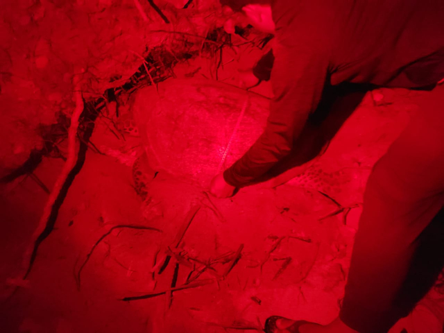 Penemuan penyu oleh BPSPL Padang di Kepulauan Tambelan. Foto: BPSPL Padang