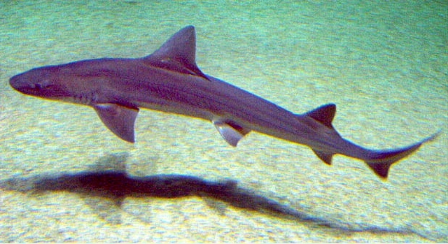 Hiu smoothhound (Mustelus mustelus). Foto: Sergio Pérez González via Wikimedia Commons