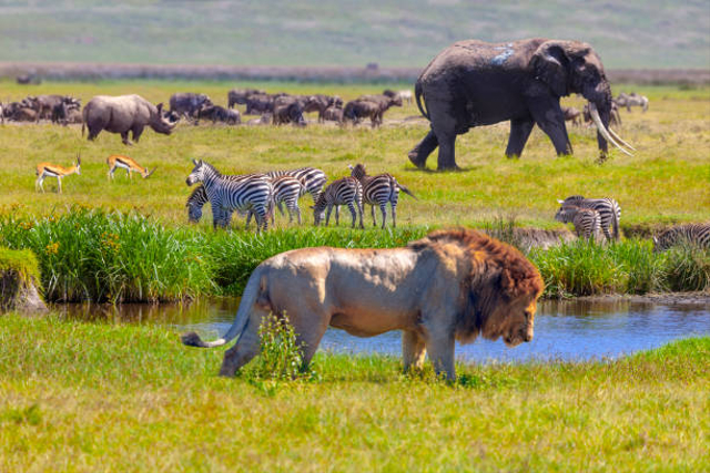 Ilustrasi hewan. Foto: iStock