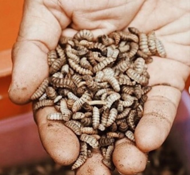 Maggot.