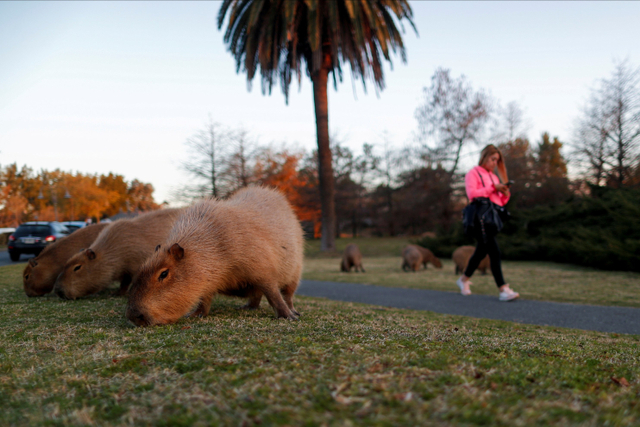 Sejumlah Kapibara memakan rumput di lahan perumahan Nodelta, Tigre, Buenos Aires, Argentina. Foto: Agustin Marcarian/REUTERS