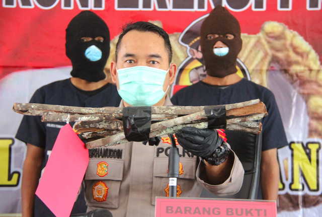 Kapolres Temanggung, AKBP Burhanuddin, menunjukkan barang bukti hasil pencurian kayu manis dari lahan milik Perhutani. Foto: ari/Tugu Jogja