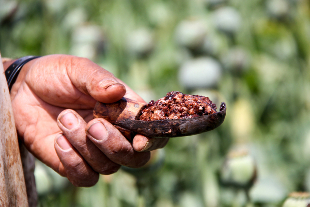 Petani menunjukkan getah opium April 2019. Foto: NOOR MOHAMMAD / AFP
