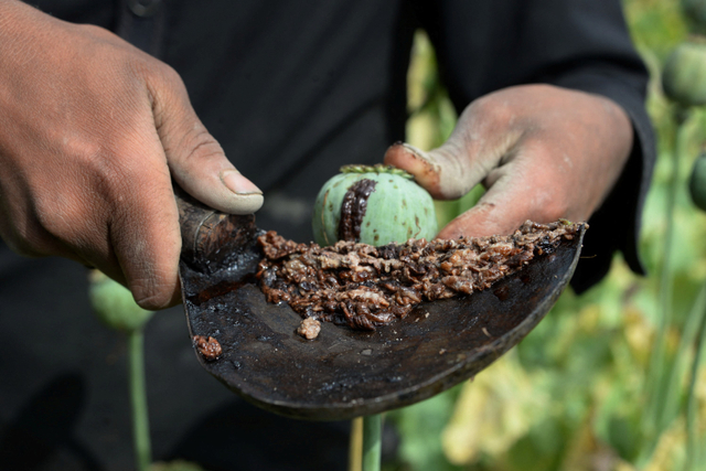 Petani memanen getah opium di distrik Surkh Rod, provinsi Nangarhar, Afghanistan, pada 17 April 2018. Foto: NOORULLAH SHIRZADA / AFP