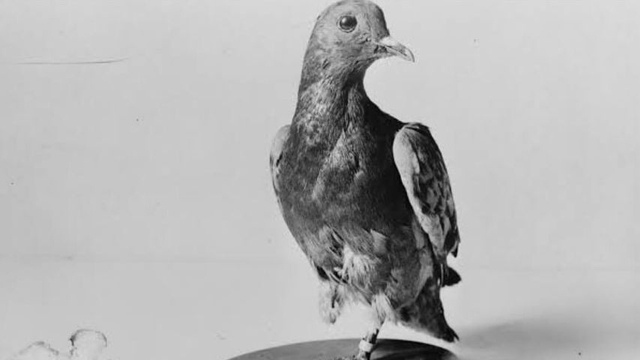 Cher Ami. Foto Istimewa