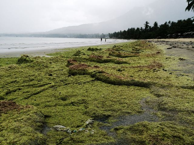 Hamparan lumut memenuhi Pantai Tanjung Selahang, Natuna. (Foto: Yanto/batamnews)