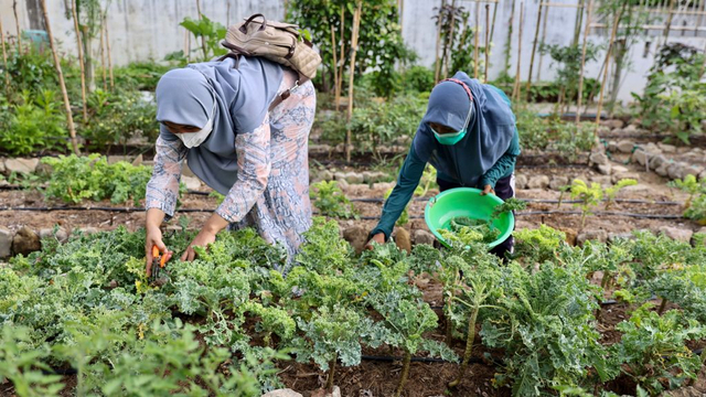 Gusti (kiri) memetik sendiri sayur di kebun. Foto: Suparta/acehkini
