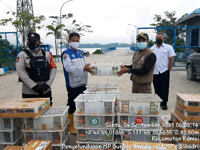 Balai Karantina Pertanian Kelas II Palangkaraya wilayah Kotawaringin barat mengamankan sebanyak 2.044 ekor burung yang akan diseludupkan ke Pelabuhan Kendal, Jawa Tengah. Foto: IST