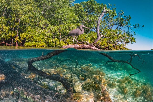 Apa Saja yang Dapat Merusak Pertumbuhan dan Kelestarian Hutan Bakau?, Foto: Pixabay 