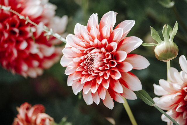 Tanaman yang Menyerap Air Lebih Banyak. (Foto: https://pixabay.com/)
