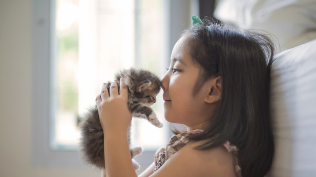 ilustrasi anak kucing .Foto: Shutter Stock