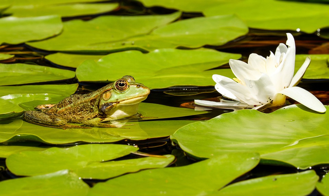 Ilustrasi Daur Hidup Katak. (Foto: https://pixabay.com/)