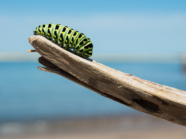 Metamorfosis. (Foto: https://pixabay.com/)
