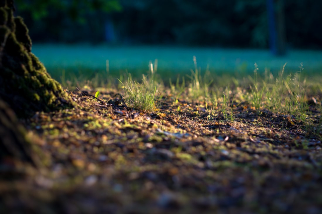 Ilustrasi 7 upaya melestarikan tanah. Sumber foto : www.unsplash.com