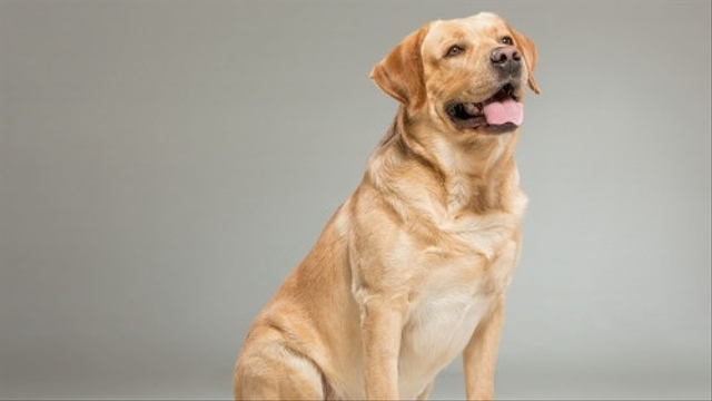 Ilustrasi Anjing. Sumber: freepik.com