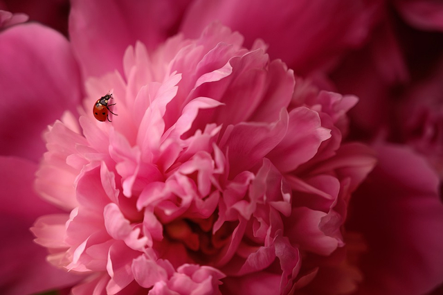 Illustrasi Ketetapan Allah. Foto: Pixabay