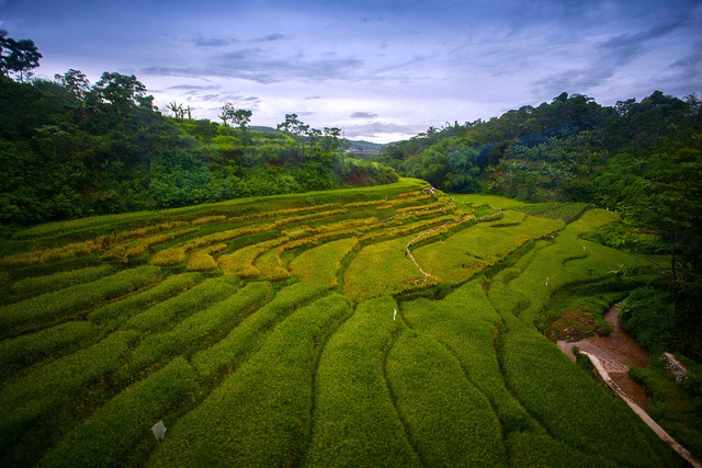 Indonesia adalah negara yang memiliki kekayaan alam melimpah ruah. Foto: Pixabay
