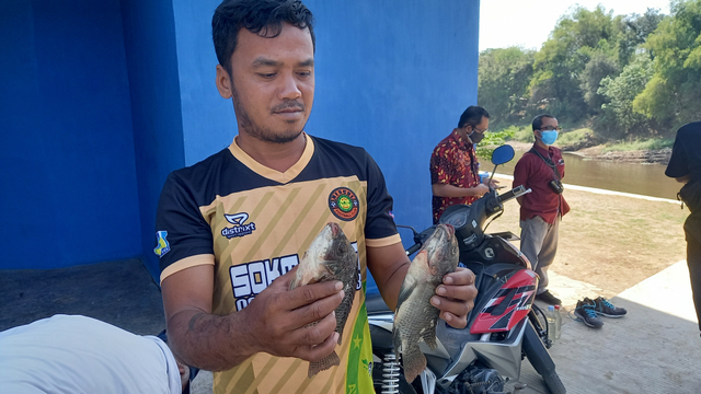 Operator pompa intake PDAM Toya Wening Solo, Purnomo menunjukkan ikan yang lemas akibat keracunan limbah ciu. (FOTO: Tara Wahyu)